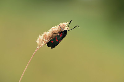 BUITEN BEELD Foto: 364256