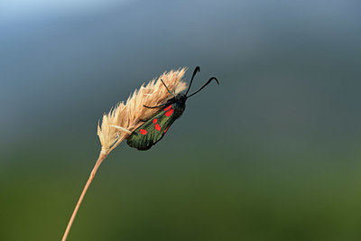 BUITEN BEELD Foto: 364257