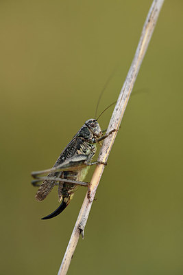 BUITEN BEELD Foto: 364258