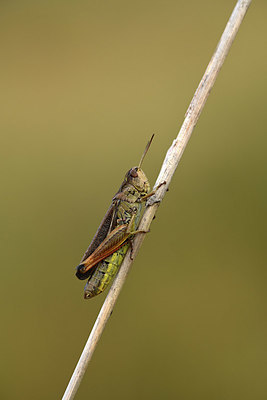 BUITEN BEELD Foto: 364260
