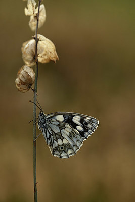 BUITEN BEELD Foto: 364262