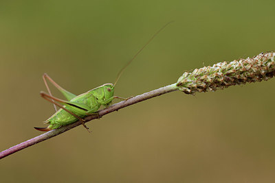BUITEN BEELD Foto: 364266