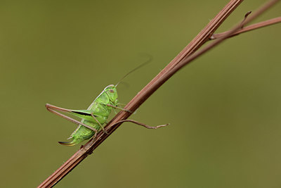 BUITEN BEELD Foto: 364269
