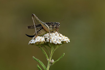 BUITEN BEELD Foto: 364271