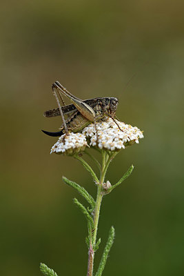 BUITEN BEELD Foto: 364272