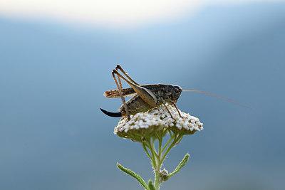 BUITEN BEELD Foto: 364273