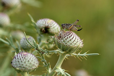 BUITEN BEELD Foto: 364274