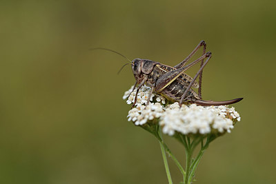 BUITEN BEELD Foto: 364276