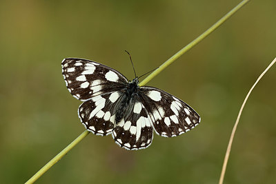 BUITEN BEELD Foto: 364279