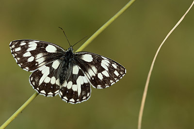 BUITEN BEELD Foto: 364280