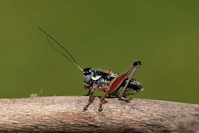 BUITEN BEELD Foto: 364291