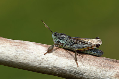 BUITEN BEELD Foto: 364293
