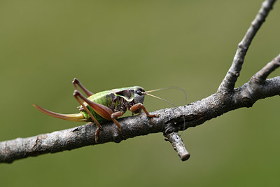 BUITEN BEELD Foto: 364294