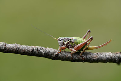 BUITEN BEELD Foto: 364295