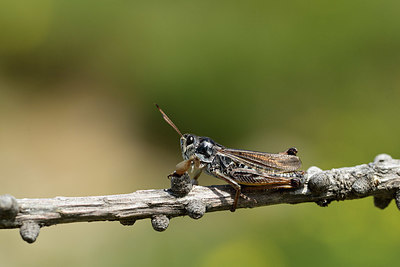 BUITEN BEELD Foto: 364301