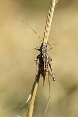 BUITEN BEELD Foto: 364305