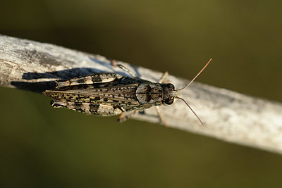 BUITEN BEELD Foto: 364315