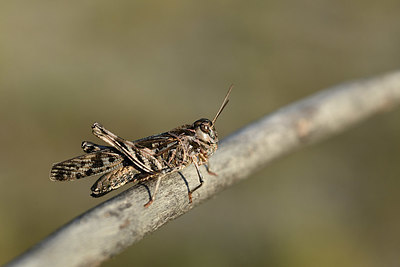 BUITEN BEELD Foto: 364316