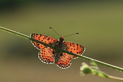 BUITEN BEELD Foto: 364319