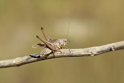 BUITEN BEELD Foto: 364320