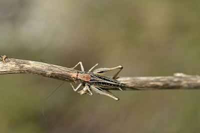 BUITEN BEELD Foto: 364322