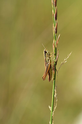 BUITEN BEELD Foto: 364325