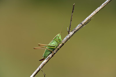 BUITEN BEELD Foto: 364326