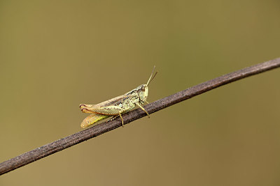 BUITEN BEELD Foto: 364327