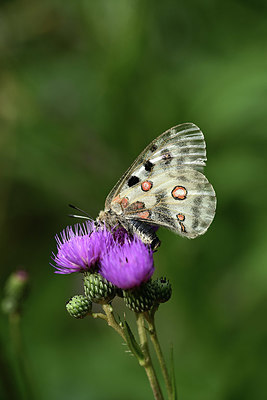 BUITEN BEELD Foto: 364328