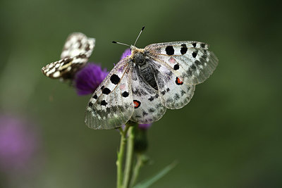 BUITEN BEELD Foto: 364331