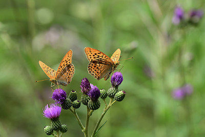 BUITEN BEELD Foto: 364332