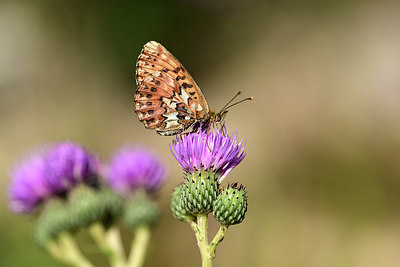 BUITEN BEELD Foto: 364333