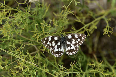 BUITEN BEELD Foto: 364336