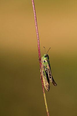 BUITEN BEELD Foto: 364337