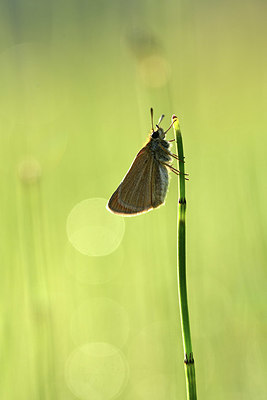 BUITEN BEELD Foto: 364339