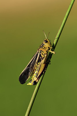 BUITEN BEELD Foto: 364343