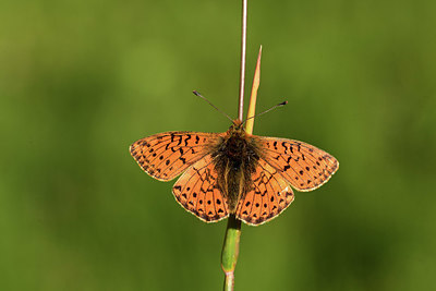 BUITEN BEELD Foto: 364346