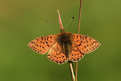 BUITEN BEELD Foto: 364347