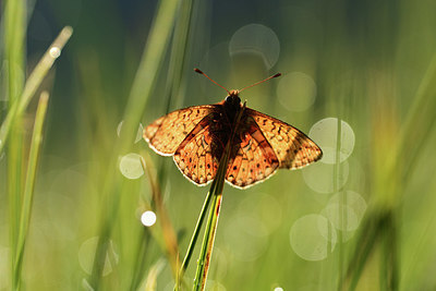 BUITEN BEELD Foto: 364349