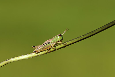 BUITEN BEELD Foto: 364351