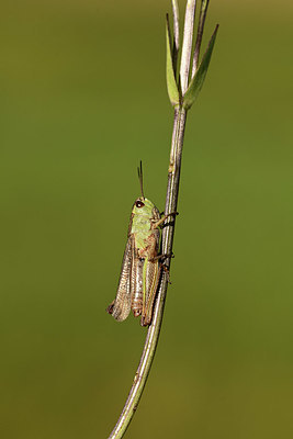 BUITEN BEELD Foto: 364352