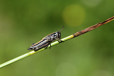 BUITEN BEELD Foto: 364361