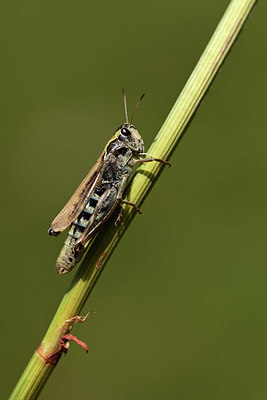 BUITEN BEELD Foto: 364363