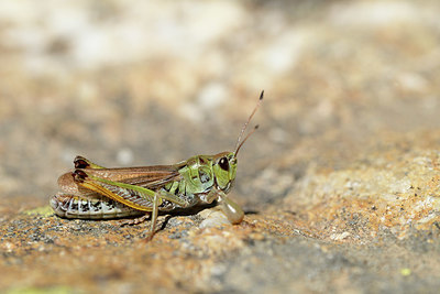 BUITEN BEELD Foto: 364365