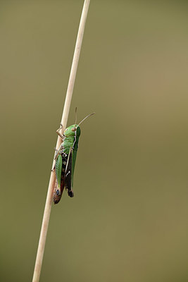 BUITEN BEELD Foto: 364366