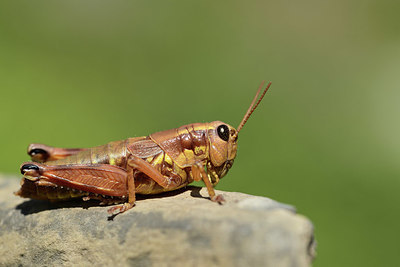 BUITEN BEELD Foto: 364374