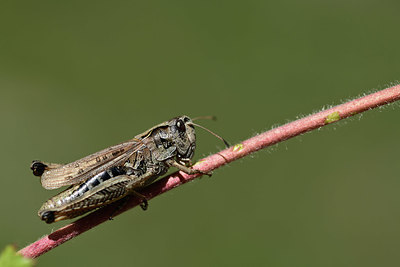 BUITEN BEELD Foto: 364375