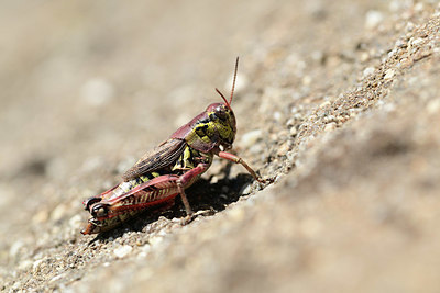 BUITEN BEELD Foto: 364376