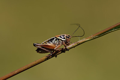 BUITEN BEELD Foto: 364377