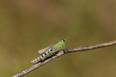 BUITEN BEELD Foto: 364381